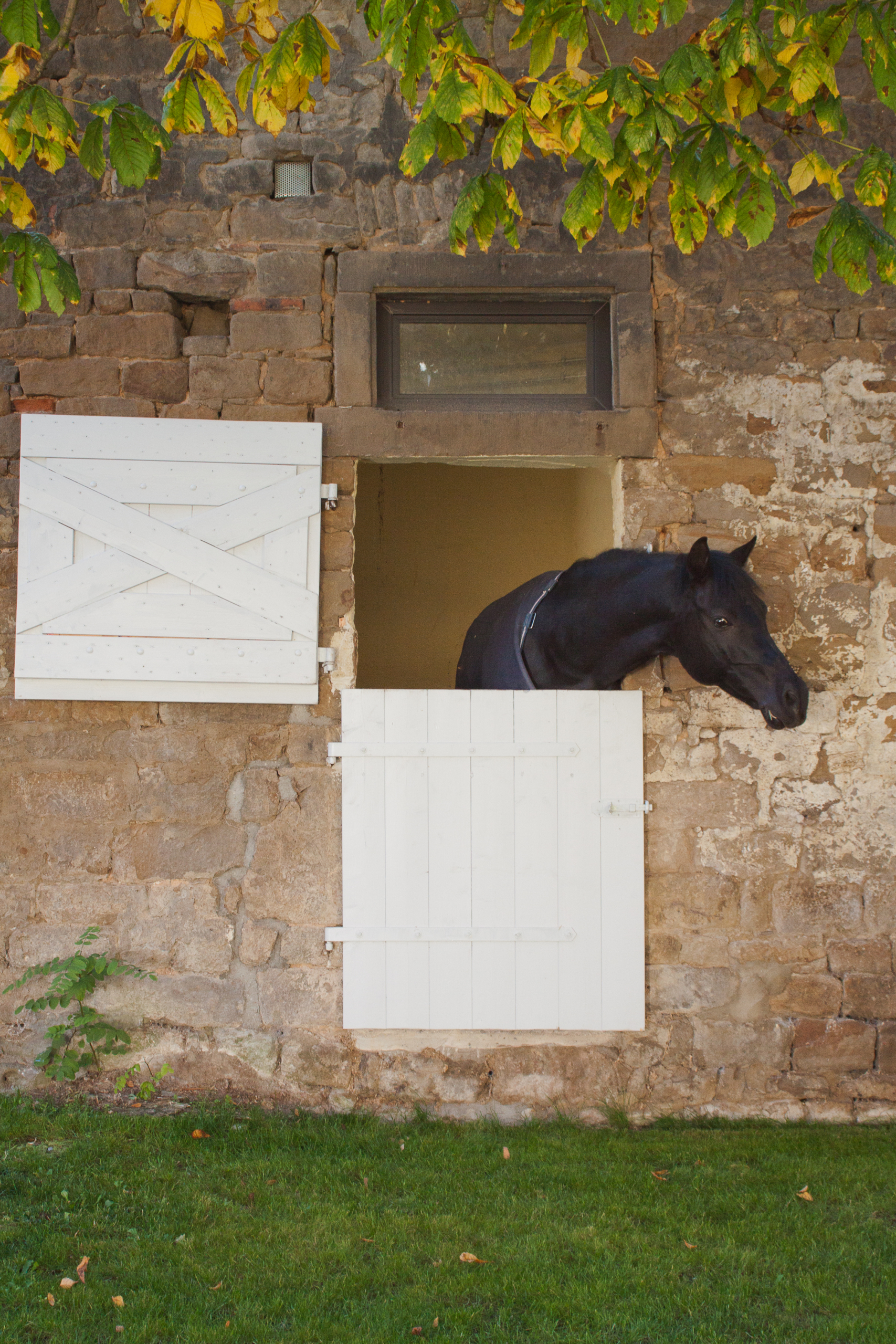 Pferdebox im Innenhof | Reitanlage