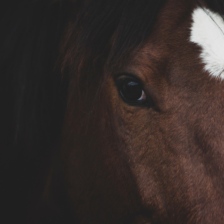 Reitanlage im Allgäu zu verkaufen! (Secret Sale – PLZ nicht korrekt!)