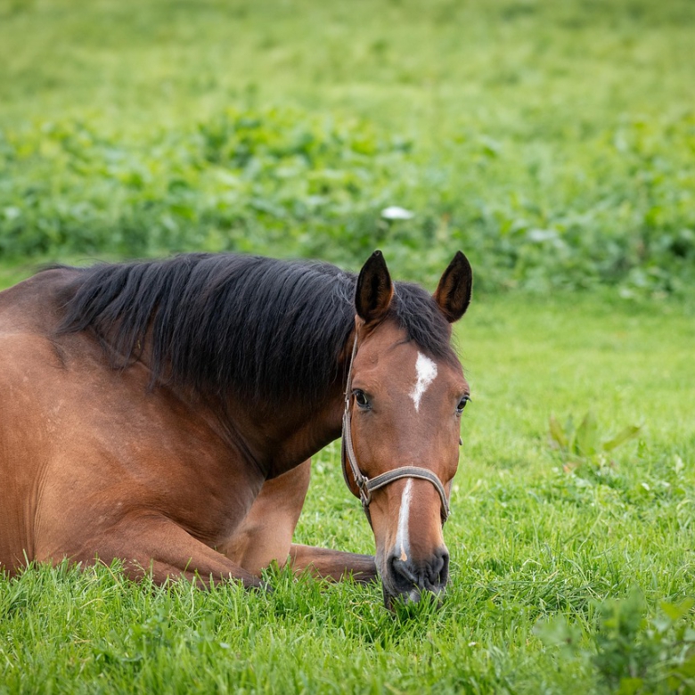 Reitanlage im Allgäu zu verkaufen! (Secret Sale – PLZ nicht korrekt!)