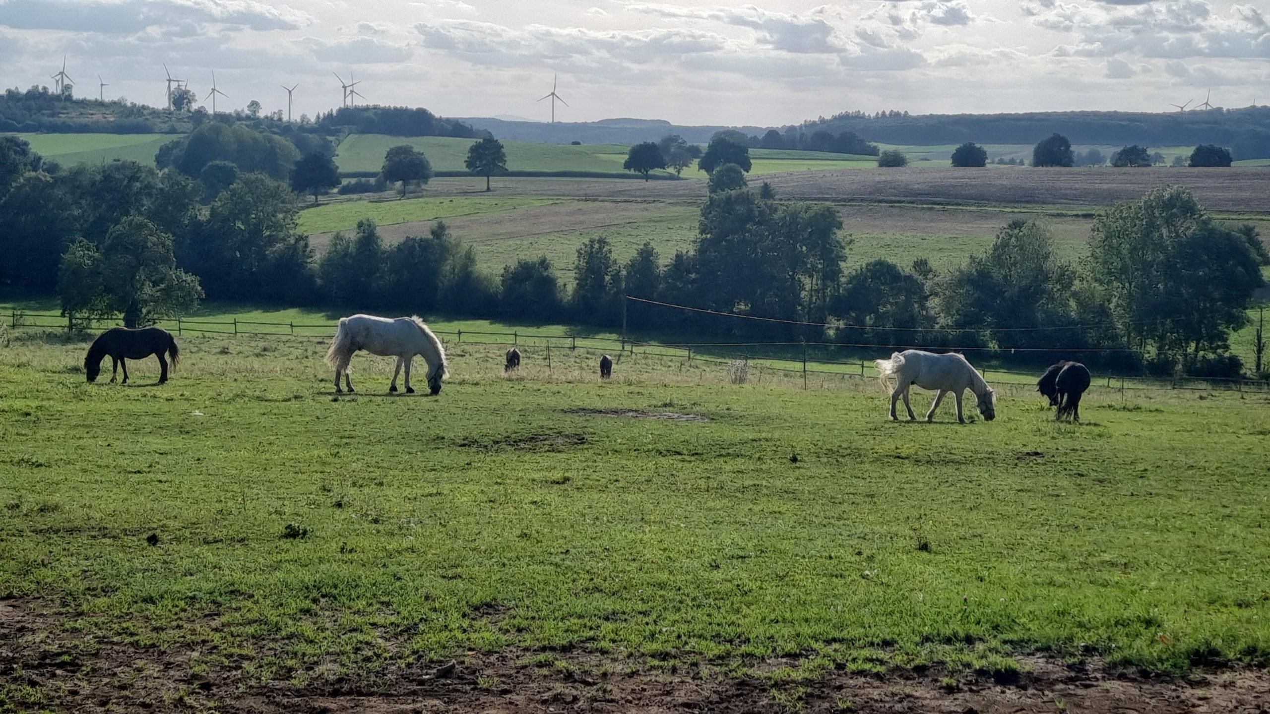 Reitanlage in Hessen