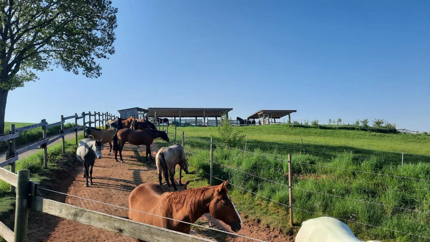Reitanlage in Rheinland-Pfalz