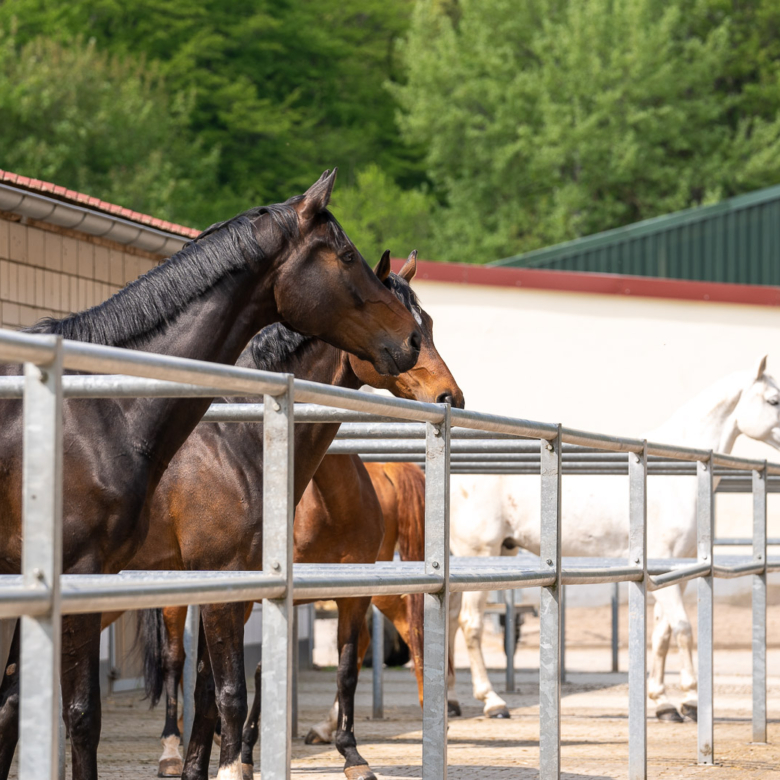 Reitanlage in Alleinlage bei St.Wendel zu verkaufen – fast 15 Hektar Land im Eigentum!