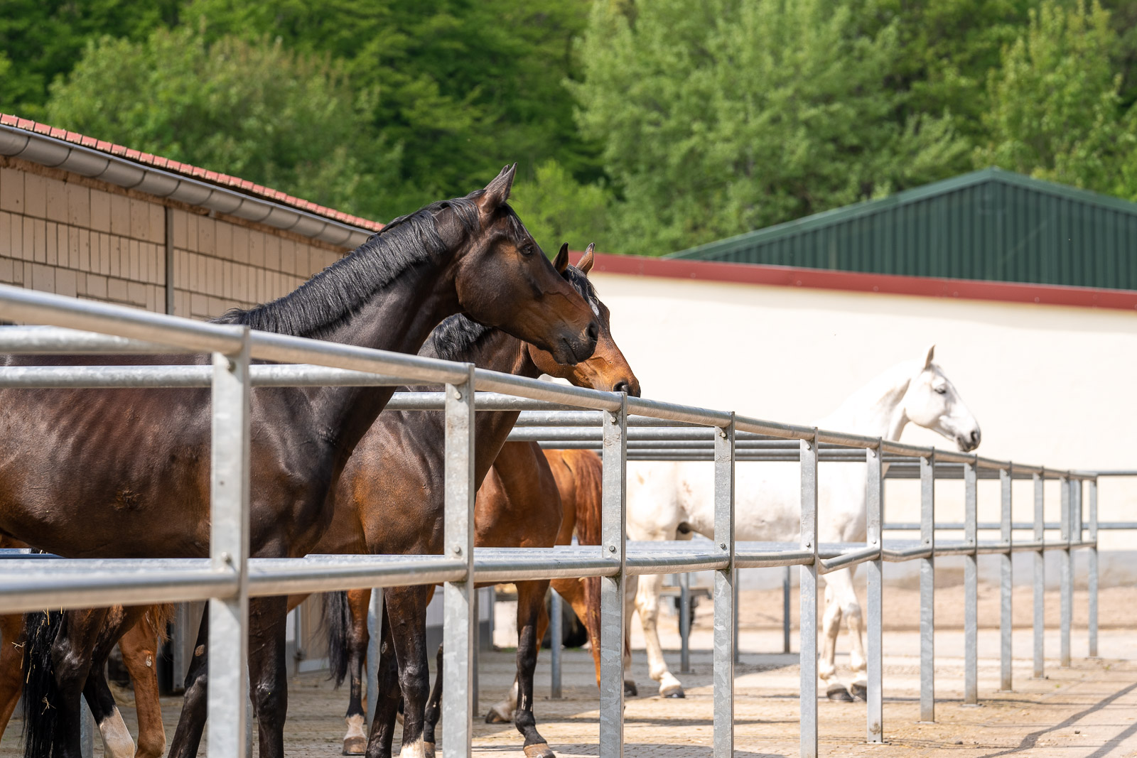 Reitanlage in Alleinlage bei St.Wendel zu verkaufen – fast 15 Hektar Land im Eigentum!