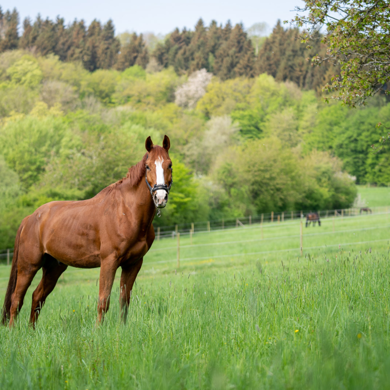 Reitanlage in Alleinlage bei St.Wendel zu verkaufen – fast 15 Hektar Land im Eigentum!