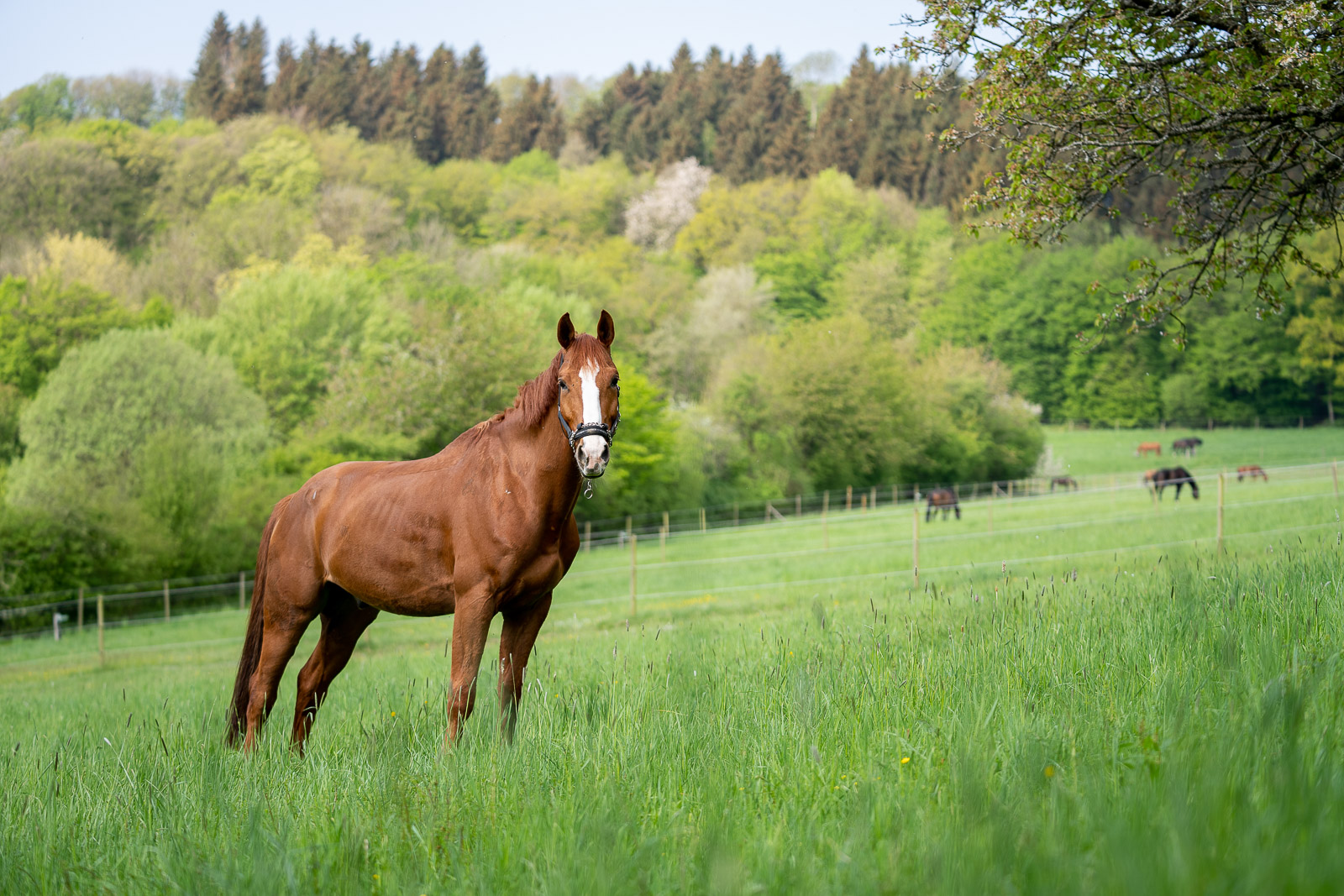 Reitanlage in Alleinlage bei St.Wendel zu verkaufen – fast 15 Hektar Land im Eigentum!